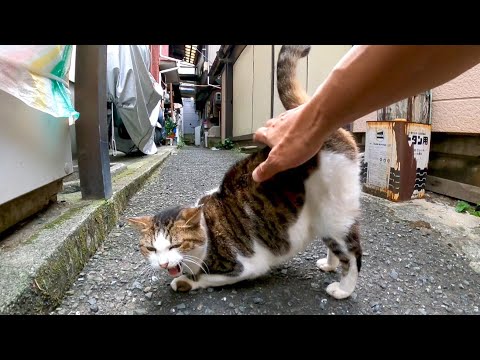 路地裏で腰トントンにめちゃめちゃ弱い猫に出会った