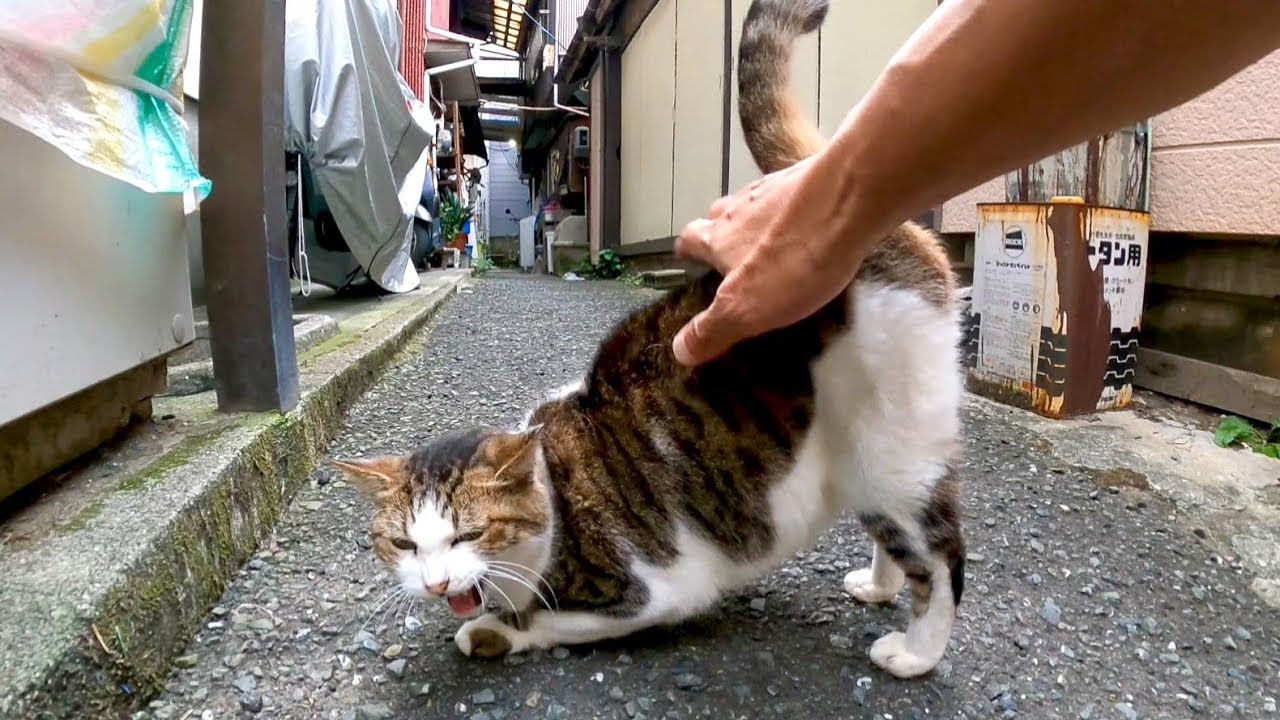 猫 尻 トントン