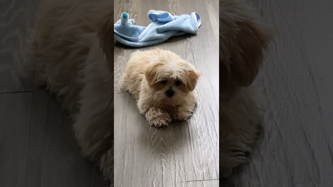 Morkie Puppies For Sale in Davenport, FL