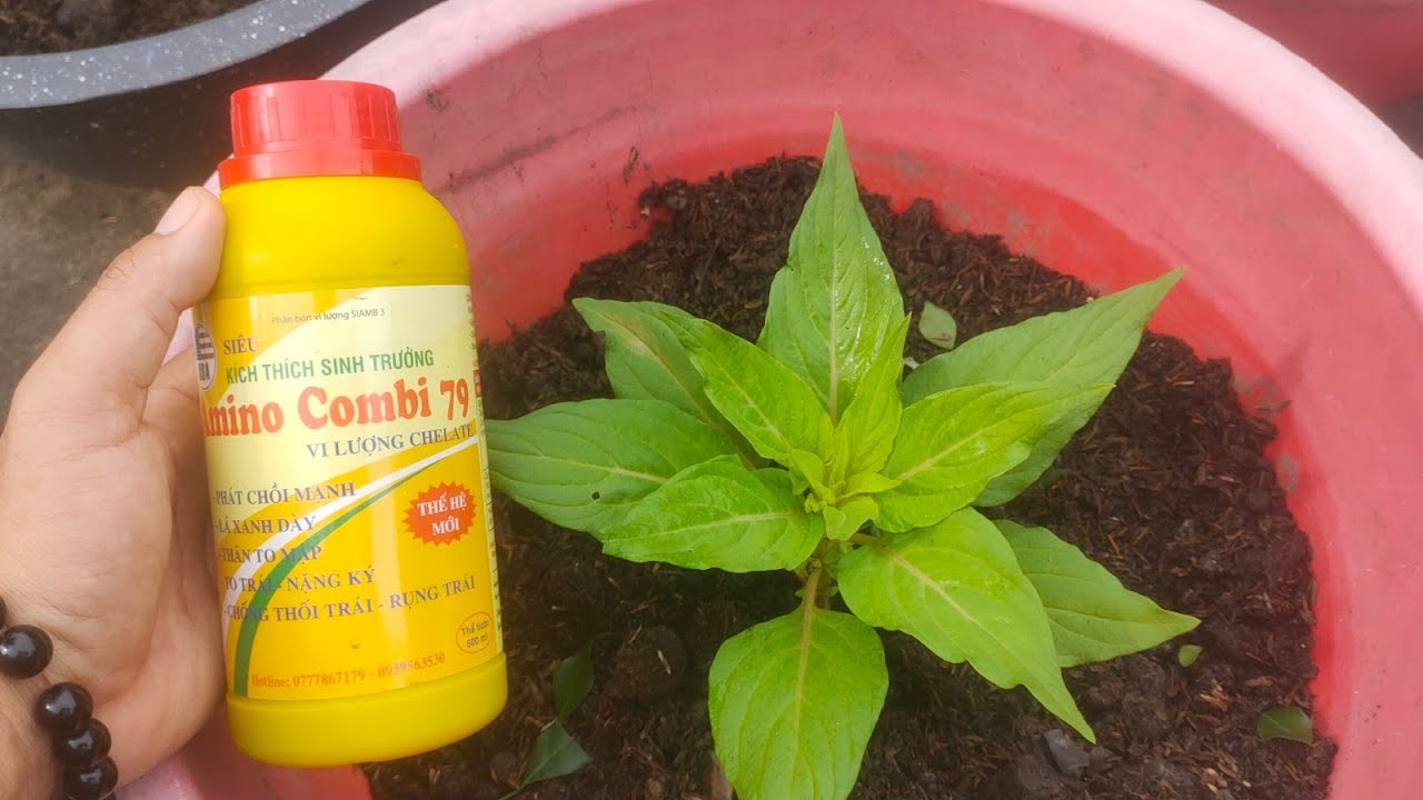 thời gian và cách trồng hoa mào gà nở hoa đúng tết tại nhà - huỳnh tinh vlog 