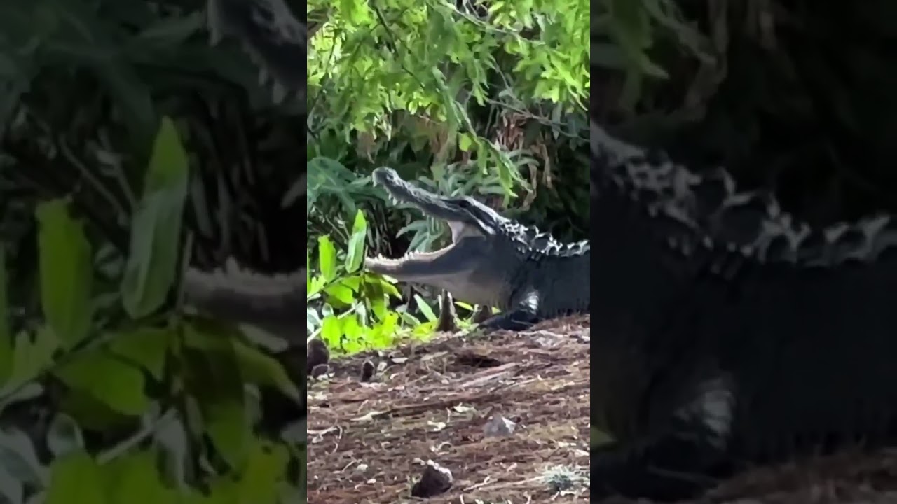 Gator Opens Mouth Wide at Wetlands!  