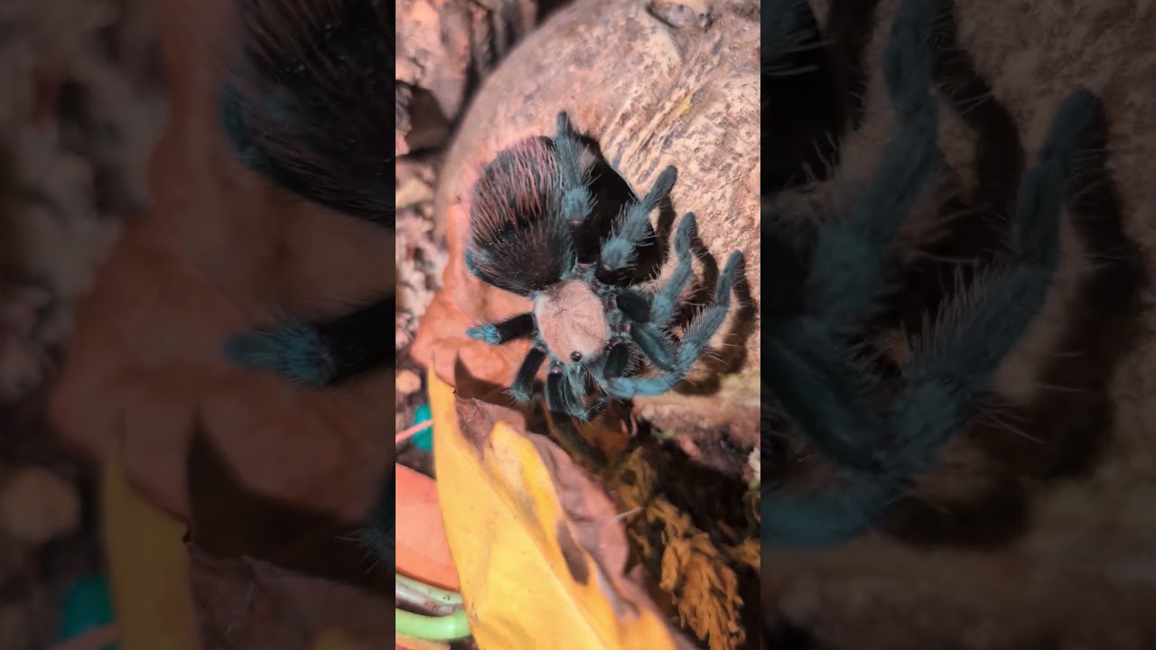 This Tarantula FINALLY Eats!
