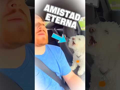 Su mejor amigo para siempre 🐶💔 #shorts