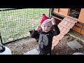 Letting the Chickens Out - Harrison helps out with morning chores!