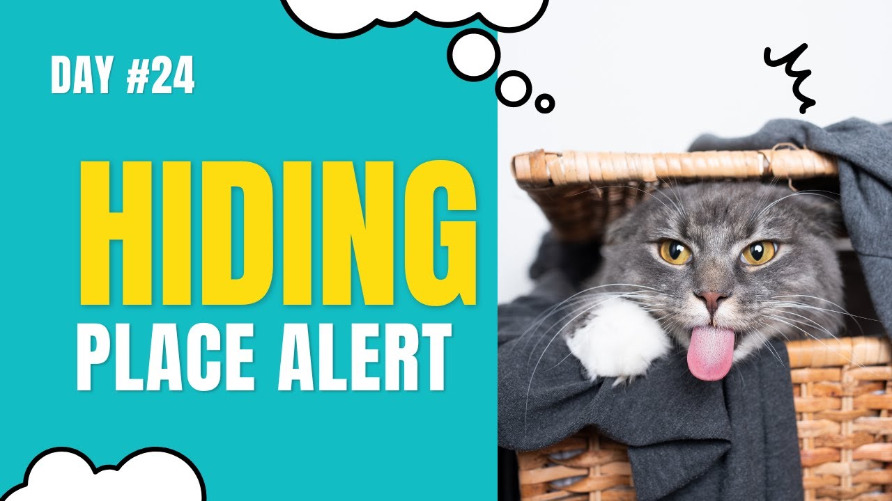 😀Funny Journal Of Cats And Dogs - Dogs favourite sport and Cats place of solitude 