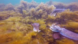 Black Point Cuttlefish