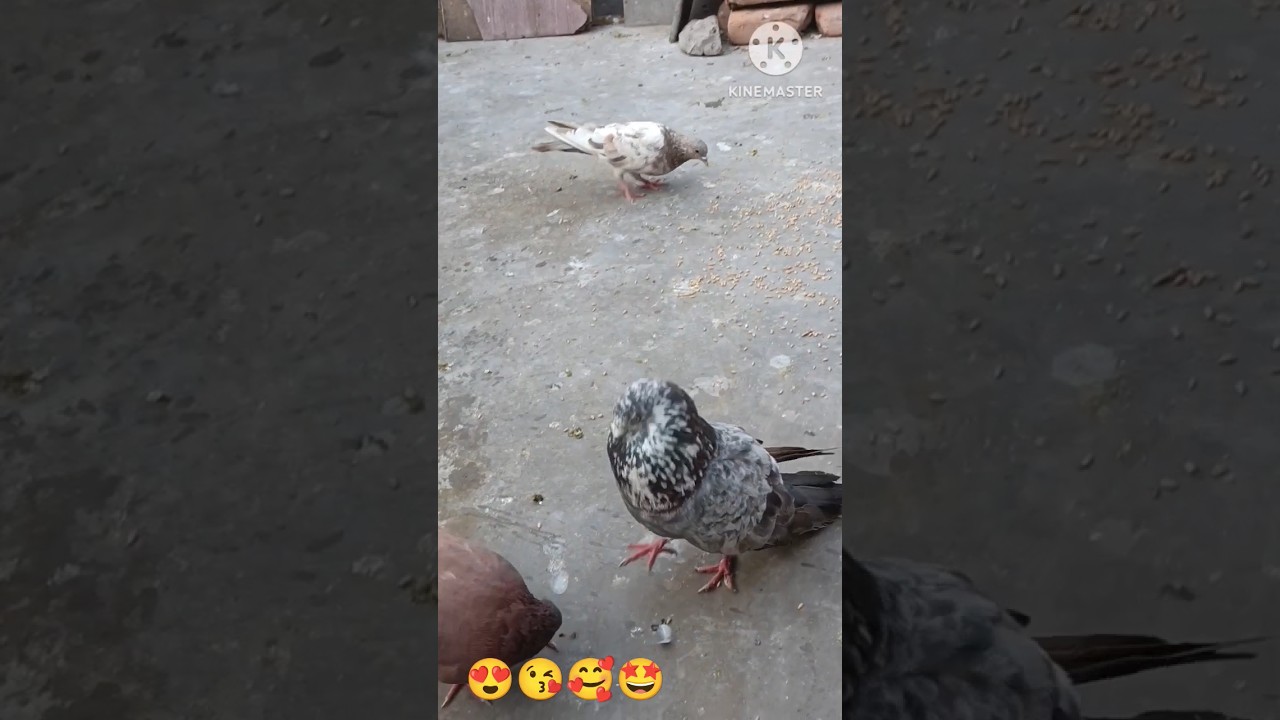 kabutar pigeon kabutar pigeon😘🥰🤩
