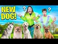 Picking a new dog emotional