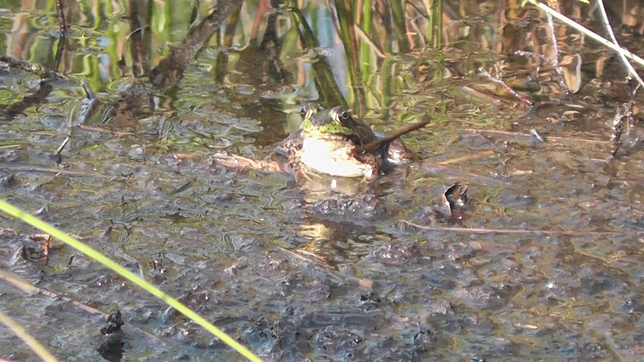 Green Frog 3(Rana Clamitans)