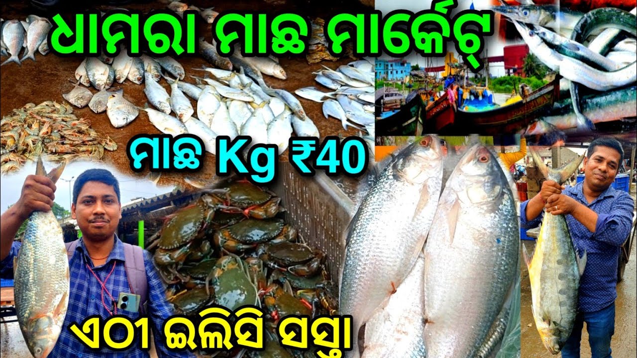 ସବୁଠୁ ସସ୍ତା ମାଛ ମାର୍କେଟ୍ / Dhamara ମାଛ Market / ମାଛ Kg ₹22000 @lipsaranientertainment