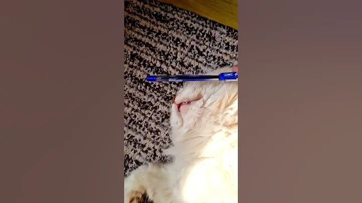 Video 268981: persiancat funnycats, persian cat, kitten funny sleeping cute