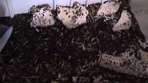 Dermestid Beetle How to Raise