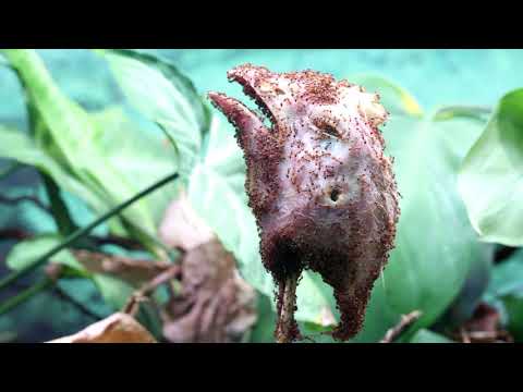 Hidden Video: Fire Ants vs. Chicken (Extended Play Footage) - Hidden Video: Fire Ants vs. Chicken (Extended Play Footage)