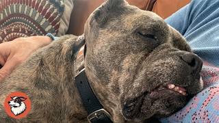 Rescue Dog Cries When His Mom Stops Petting Him