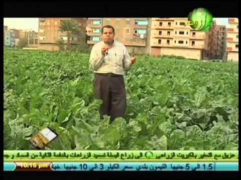 أجندة مرشد التكثيف المحصولي البنجر علي الفول
