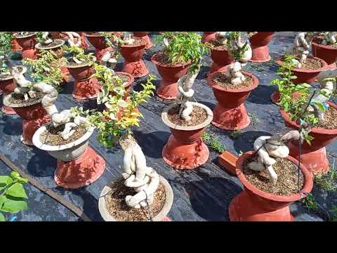 Video Giấy Mỹ ghép ngũ sắc, đơn, nhiều màu! Sỉ lẻ nhé! Alo,... - youtube