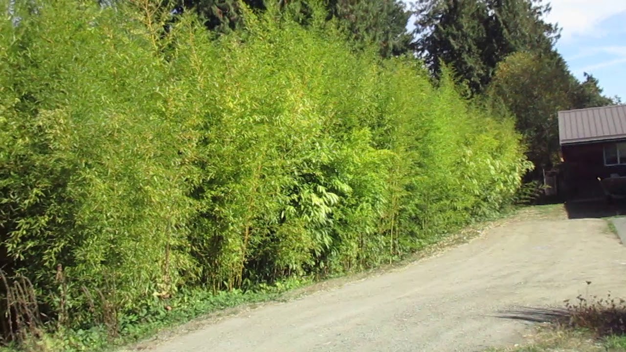 Amazing Bamboo Hedge YouTube