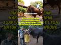 “Bikin Kagum! Irfan Hakim Kembali Kirim 2 Sapi Jumbo Seberat 1 Ton untuk Mertua di Bandung”