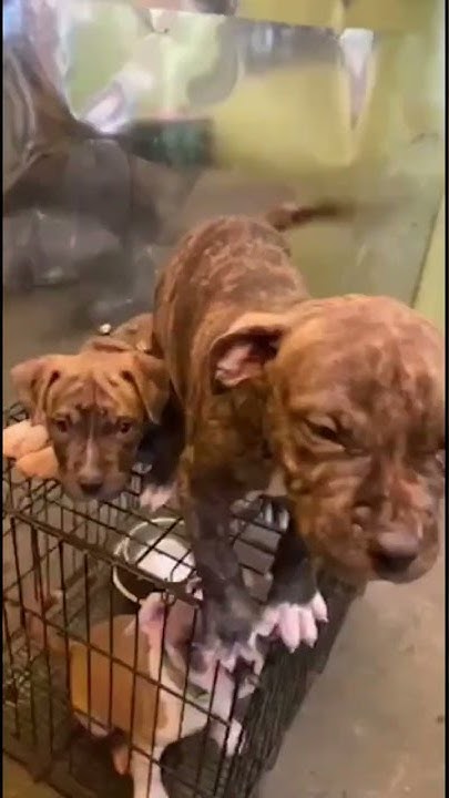 American bulldog pitbull mix puppies for sale near me