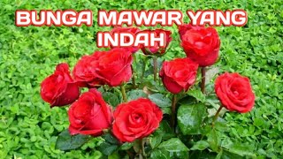 BUNGA MAWAR MERAH SUNGGUH INDAH