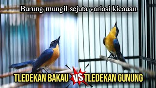 Suara merdu tledekan gunung vs tledekan bakau gacor,syahdu banget!!