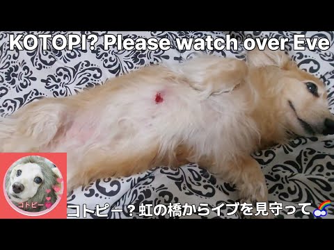 癌と闘うイブにmajayからの贈り物②/A gift from majay to eve fighting cancer @majayvlogsmajay3524