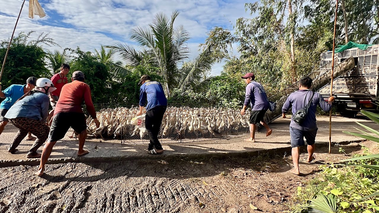 The scene of ducks swimming into the water pumping station is spectacular to get on the car