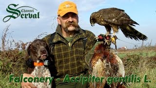 Hari Herak & Falconery  Hunting  pheasants with goshawk