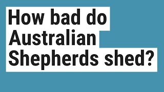 How bad do Australian Shepherds shed?