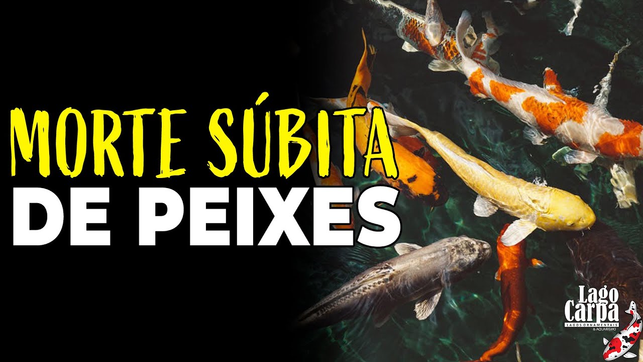 Peixes morrendo no lago?? Veja a causa