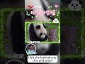 Dr. Ling Reveals Rare Behind-the-Scenes Story of Panda Ziyao