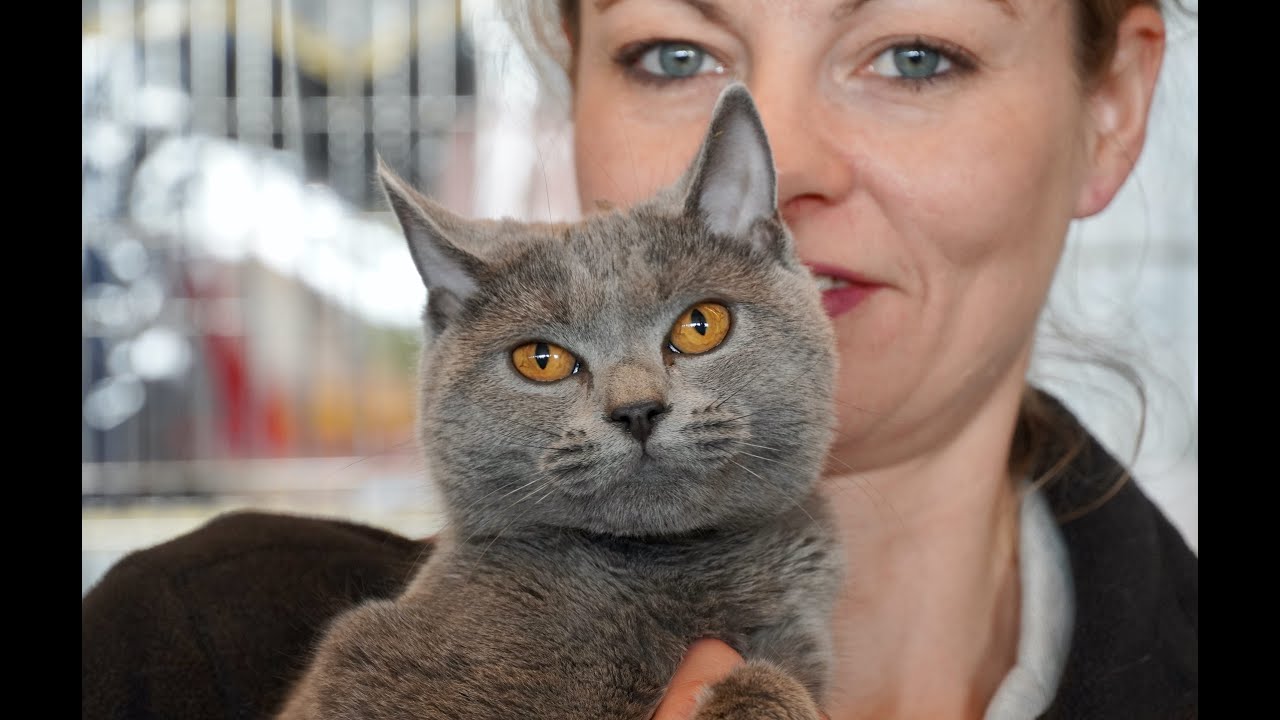 Certosino, Persiano, British Shorthair, Maine Coon, Don Sphynx