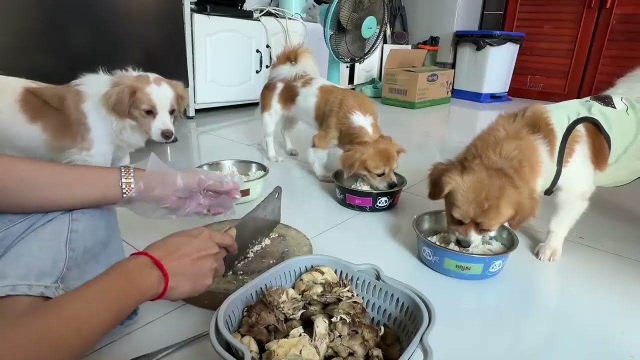 A Kokoni dog sitting in the passenger seat of a car, peering intently out the window