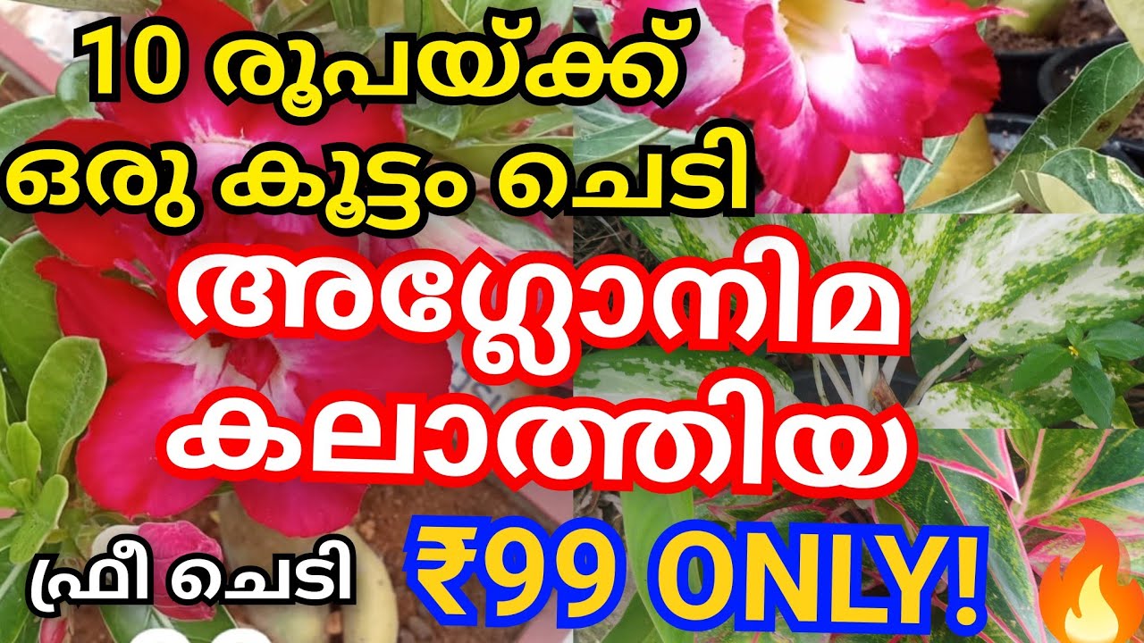  🔥Plant Sale ₹99 Only! Aglaonema, Calathea & More | Today  Offer 🌱