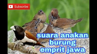 SUARA ANAK BURUNG EMPRIT JAWA MEMANGGIL INDUKNYA.