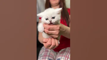 Ping Pa Pong Boom Boom Pak Meow Silver Chinchilla Kitten 