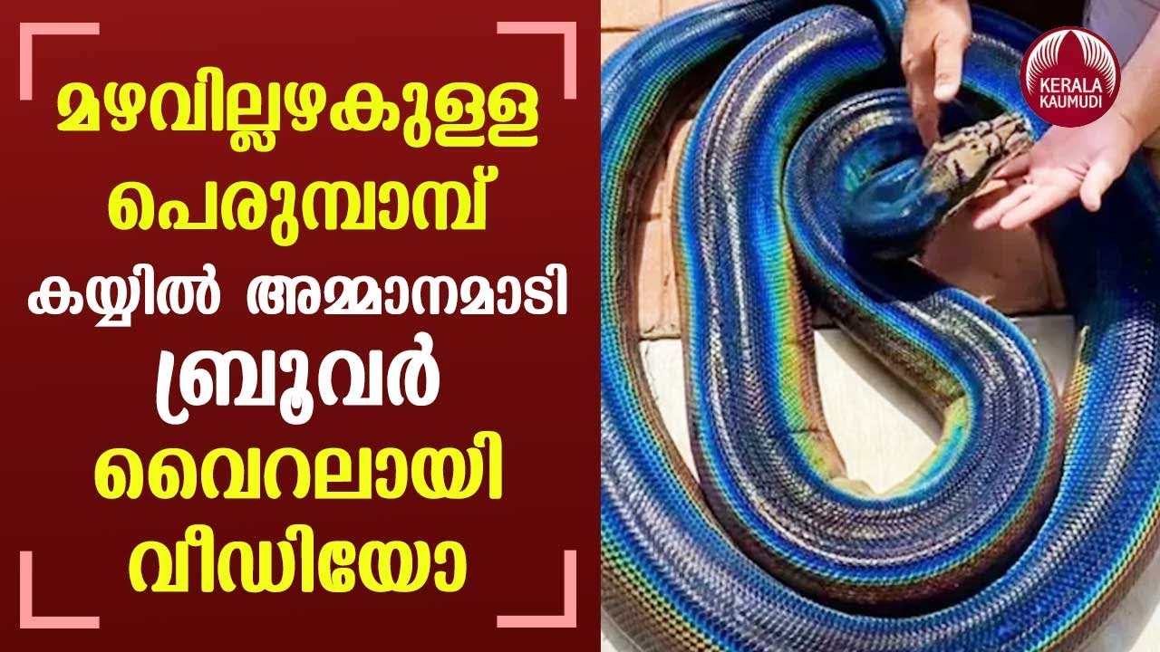 Rainbow python goes viral on social media: ‘Stunning’ - YouTube