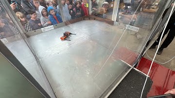 Vertpilled Bitemaxxer vs Goldzahn | Beetleweight Combat Robots | MMM34 Hannover 2025