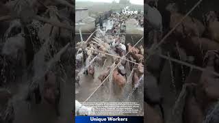Mass Livestock Cleaning: Sheep and Goats Passing Through Sprayers