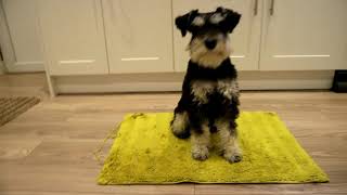 10 Month Old Miniature Schnauzer | Wilf Updates #7 by ZakkyM 1,783 views 5 years ago 1 minute, 45 seconds