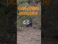 lupt prajati porcupine Amangarh jungle safari with Rohit #junglesafari #wildlife #nature