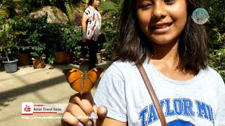 Taman Kupu-Kupu di Penang Malaysia  - Butterfly Garden - Kupu-kupu Part 3