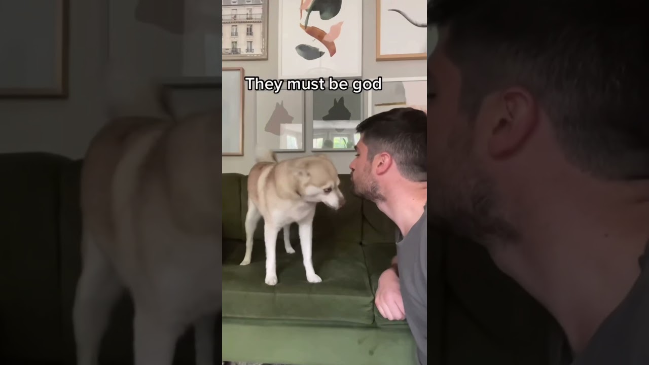 Разница между большинством собак и породой аляскинский кли-кай