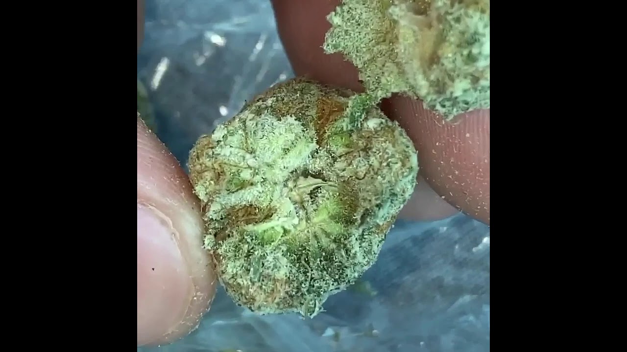 Gorilla glue, Super Silver Haze, Blue Dream, Lemon haze, AK 47, Green Crack, Eleven Roses,