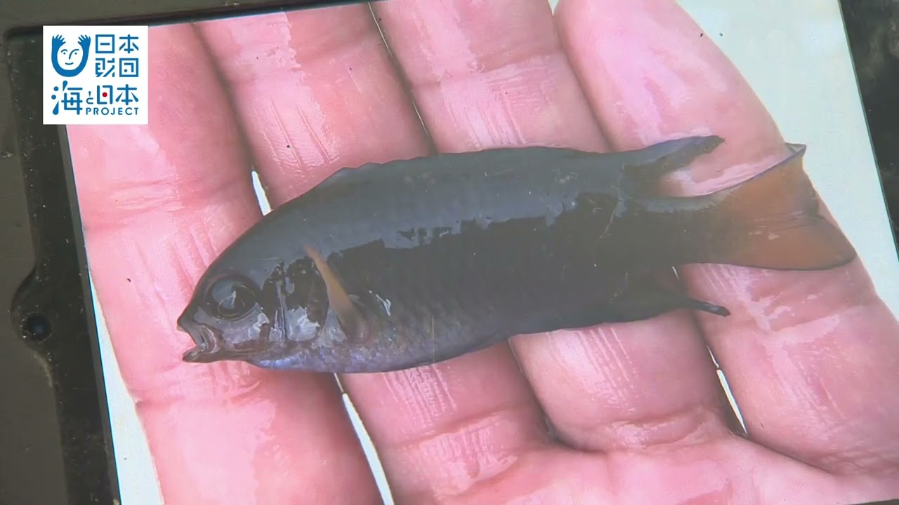 海と日本　プロジェクト　　宮崎県延岡市　島浦浦編