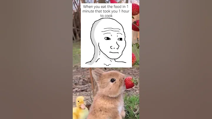 Video 5079851: domestic house cat, bathing funny