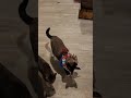 murder mittens returns