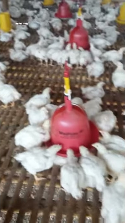Mael buka kaleng kaleng