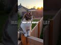 Cats: The Unseen Heroes of Home Security