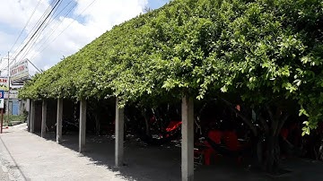 Tìm hiểu ngôi nhà độc lạ làm bằng cây xanh | House Unique In Vietnam